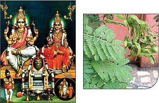 ஆரோக்கியம் அருளும் ஆலய விருட்சங்கள்!
