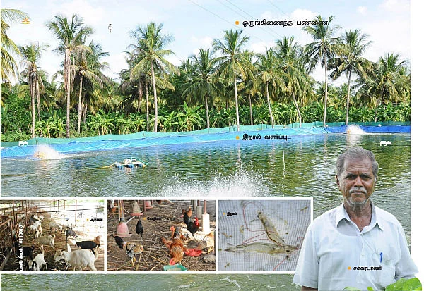 ஆடு,கோழி,இறால், தென்னை, வாழை... ஆண்டுக்கு ரூ. 3 லட்சத்து 56 ஆயிரம்...