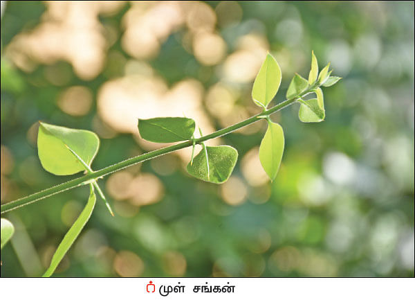 நல்மருந்து தெரிந்த செடிகள்... தெரியாத பயன்கள்! - 17