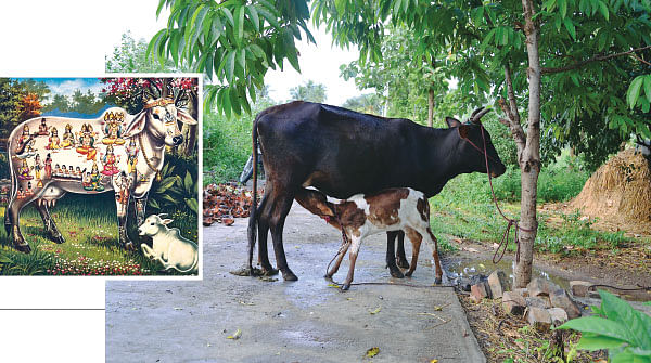 பசுவை போற்றுவோம்...