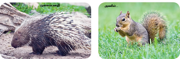 மாயா டீச்சரின் மந்திரக் கம்பளம்