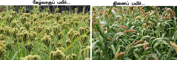 மாயா டீச்சரின் மந்திரக் கம்பளம்!