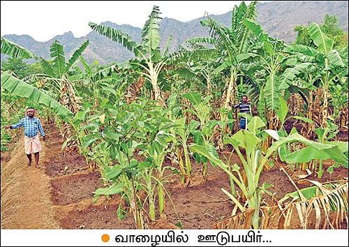50 சென்ட்... 70,000 ரூபாய்... வாரிக்கொடுக்கும் வாழை...