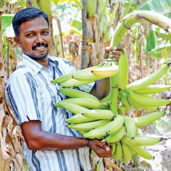 நிச்சய வருமானம் கொடுக்கும் நேந்திரன் வாழை - 1 ஏக்கர்... 10 மாதங்கள்... ரூ 3 லட்சம் லாபம்!