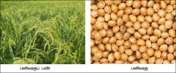 நீங்கள் கேட்டவை : காடைக்கன்னி சிறுதானியத்தின் சிறப்புத் தன்மை என்ன?