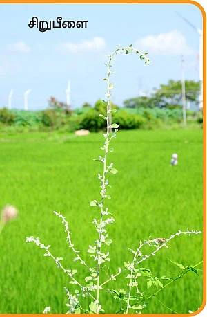 மூலிகை வனம்! வீட்டுக்கொரு வைத்தியர்...- 14