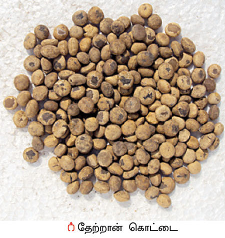 நீங்கள் கேட்டவை: அசுத்த நீரைச் சுத்திகரிக்கும் தேற்றான்கொட்டை!