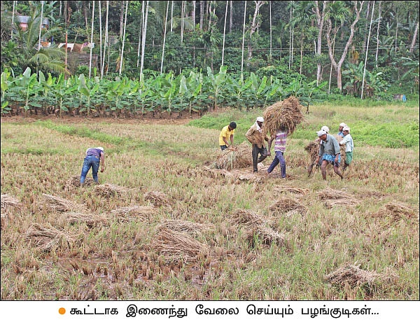 வயநாடு: பாரம்பர்ய நெல் ரகங்களை மீட்டெடுத்த பழங்குடிகள்!