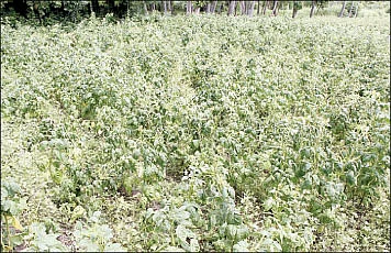 3 மாதம்...60 சென்ட்...ரூ.50 ஆயிரம் !