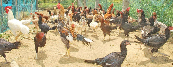 நீங்கள் கேட்டவை: நல்ல மகசூல் தரும் சோளம்?