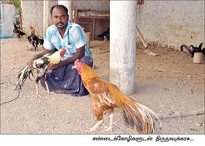 ஒரு சேவல், 10 ஆயிரம் ரூபாய்...