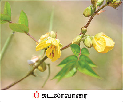 நல்மருந்து தெரிந்த செடிகள்... தெரியாத பயன்கள்! -13
