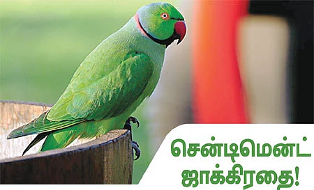 டிரேடர்ஸ் பக்கங்கள்
