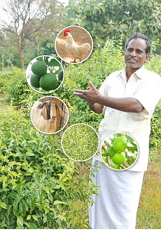4 ஏக்கரில் ரூ3,00,000 அள்ளிக் கொடுக்கும் ஒருங்கிணைந்த பண்ணை!