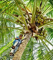 பஞ்சத்தில் கைகொடுக்கும் தென்னை நண்பர்கள்...