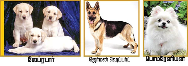 மூங்கில் மூச்சு!