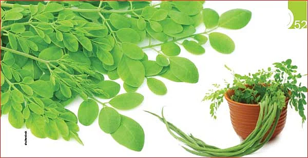 ஆறாம் திணை - 52