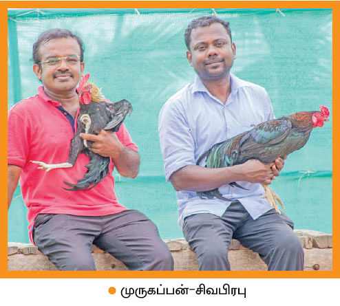 நல்ல வருமானம் தரும் நாட்டுக்கோழிகள்...