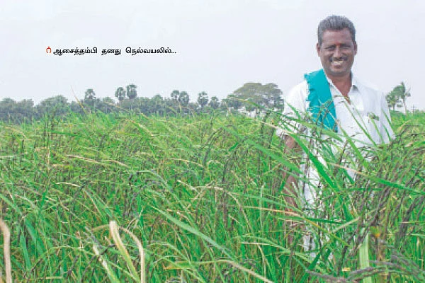 கறுப்பு நிற ‘காலா நமக்’ அரிசி...