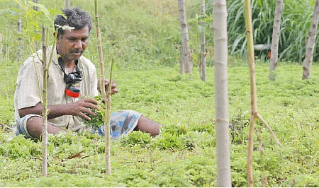 பலே வருமானம் கொடுக்கும் ‘பச்சை’...!
