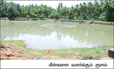 நெல், தென்னை, ஆடு, கோழி, புறா, முயல், வாத்து... 8 ஏக்கர்... 13 லட்சம்...