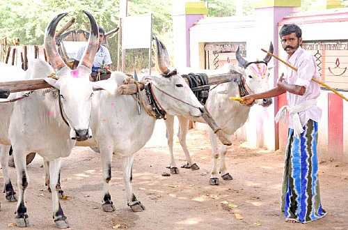 சித்திரை மாத புழுதி... பத்தரை மாற்றுத் தங்கம்!