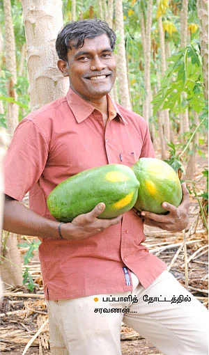 ஏக்கருக்கு 3 லட்சத்து 40 ஆயிரம் ரூபாய் லாபம்... பழுதில்லாமல் லாபம் கொடுக்கும் பப்பாளி!