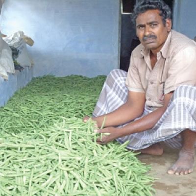 நீங்கள் கேட்டவை: ஃபிரெஞ்சு பீன்ஸ்  சமவெளியில் வளருமா?
