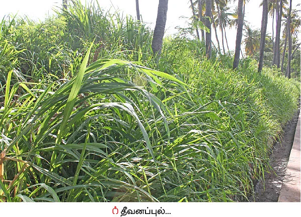 நெல், வாழை, தென்னை, கால்நடை... தபோவனத்தில் தழைக்கும் விவசாயம்!