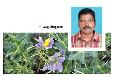 கண்கண்ட மூலிகை கண்டங்கத்தரி!