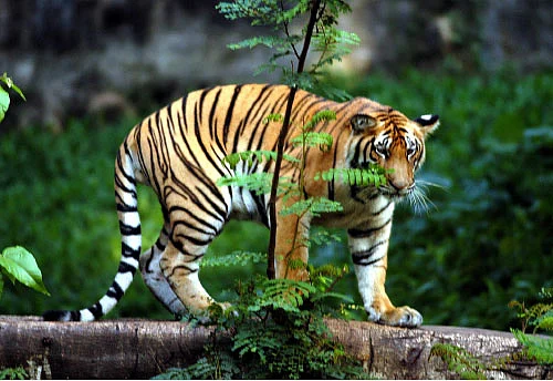 தில்... திகில்... த்ரில்..!