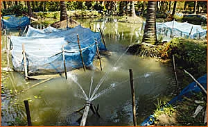 ‘மூளை’தனம் - ‘கவின் கேர்’ ரங்கநாதன்