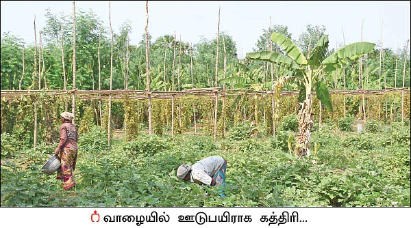 ரூ 1 லட்சம் வருமானம்... வாழைக்கு இடையில் காய்கறிகள்... ஊடுபயிர்கள் கொடுக்கும் உன்னத லாபம்!