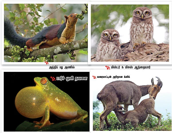 பச்சைத் தவளையுடன் ஒரு முழு இரவு!
