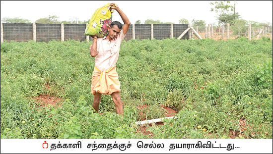 அரை ஏக்கர்... 130 நாள்கள்... ரூ 2 லட்சத்து 60 ஆயிரம் லாபம்!
