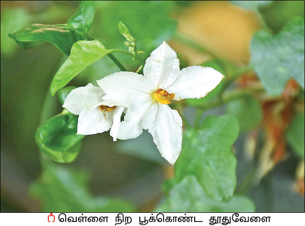நல்மருந்து - தெரிந்த செடிகள்... தெரியாத பயன்கள்! - 18