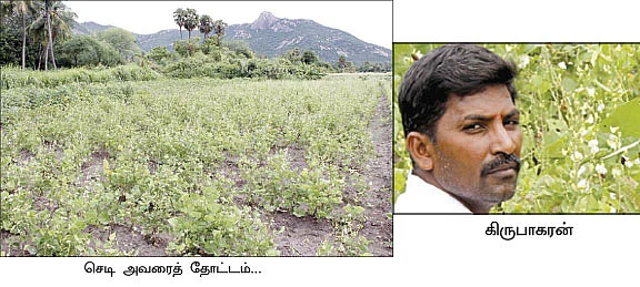 3 மாதம்...60 சென்ட்...ரூ.50 ஆயிரம் !