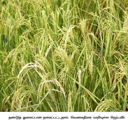 நெற்பயிரில் மிரட்டும் பூச்சிகள்... விரட்டியடிக்க எளிய வழிகள்!
