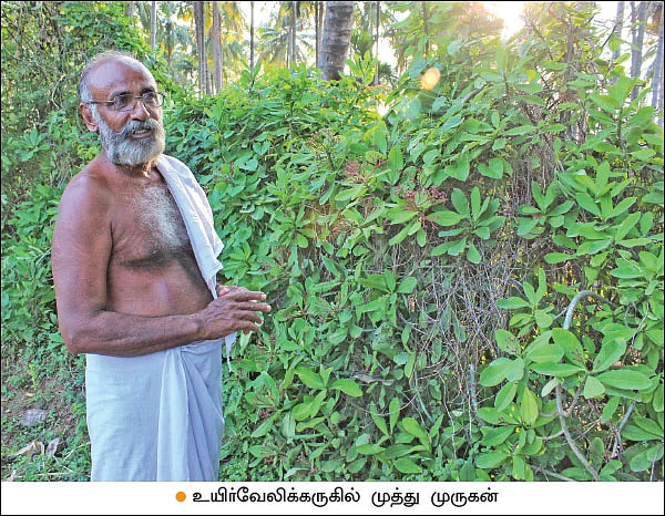 கால்நடைகளுக்குத் தீவனம்... நிலத்துக்கு உரம்... உயிர்ச்சூழலை உருவாக்கும் உயிர்வேலிகள்!