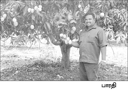 மாம்பழம் விலையும்... விளைச்சலும்!