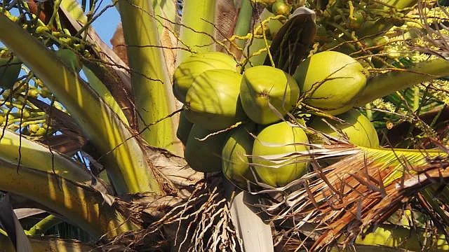 கொளுத்தும் வெயில்... குழந்தைகள் சாப்பிட வேண்டிய, தவிர்க்க வேண்டிய உணவுகள்!