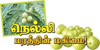 ஆரோக்கியம் அருளும் ஆலய விருட்சங்கள்!