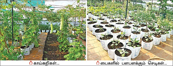 மாடியில் தோட்டம்... மணம் பரப்பும் காய்கறிகள்!