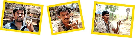 ஆடு பாம்பே... விளையாடு பாம்பே!