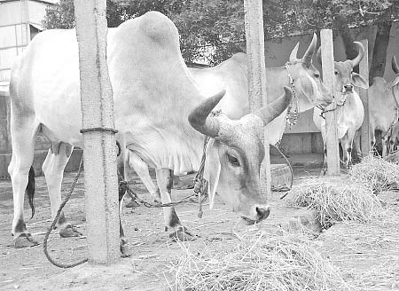 நீங்கள் கேட்டவை: மானாவாரியில் மலைவேம்பு வளருமா?