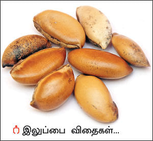உணவு... உரம்... மருந்து... - இன்னும் தரும் இலுப்பை மரம்!