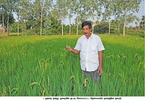 நெல், பப்பாளி, காய்கறிகள், அழகுச் செடிகள்...
