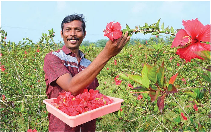 மூன்றரை ஏக்கரில் ரூ. 3,48,000... செழிப்பான வருமானம் தரும் செம்பருத்தி..!