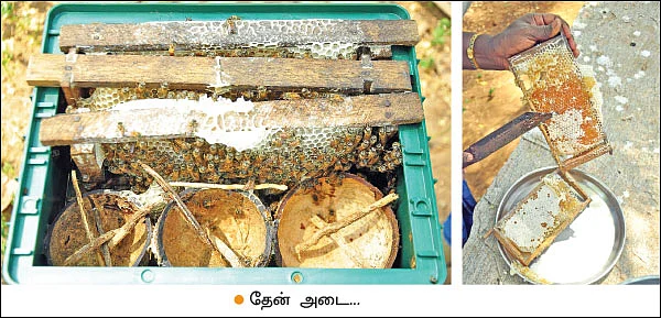 பணம் குவிக்கும் பண்ணைத்தொழில்கள் - 5 - ஒரே முறை முதலீடு... தொடர்ந்து ‘கொட்டும்’ வருமானம்!