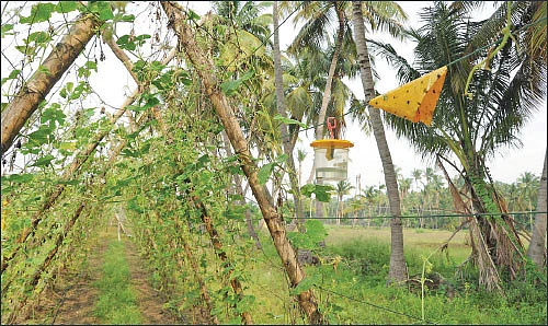 30 சென்ட்... 140 நாள்கள்... ரூ.73 ஆயிரம் வருமானம்! - பங்கமில்லாமல் வருமானம் கொடுக்கும் பந்தல் காய்கறி!